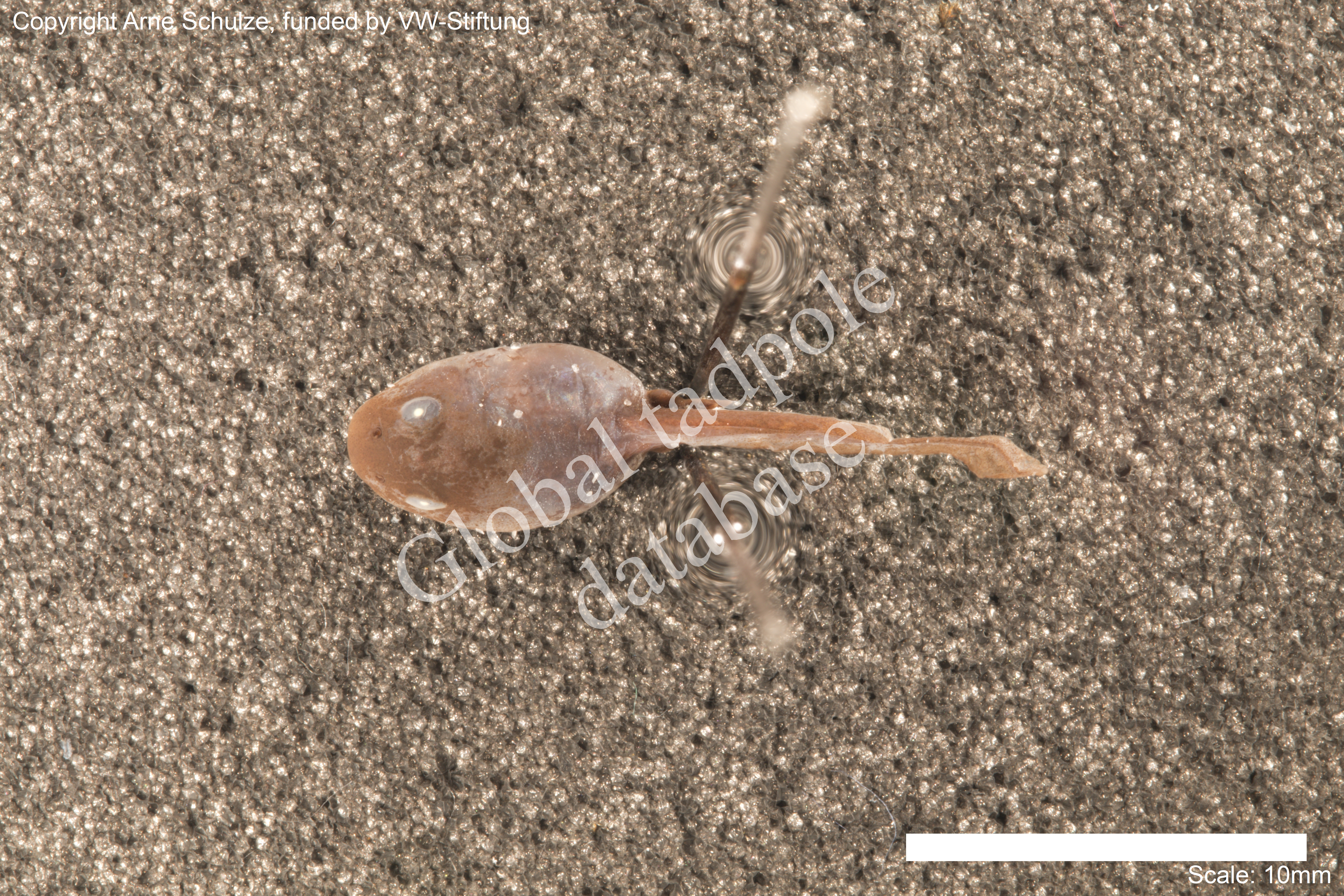 Sorry, no picture available